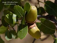 Scrub Oak, Quercus berberidifolia