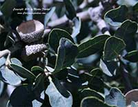 Quercus douglasii, Blue Oak