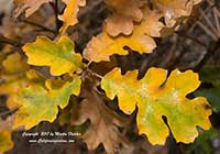 Quercus kelloggii, Maple Leafed Oak