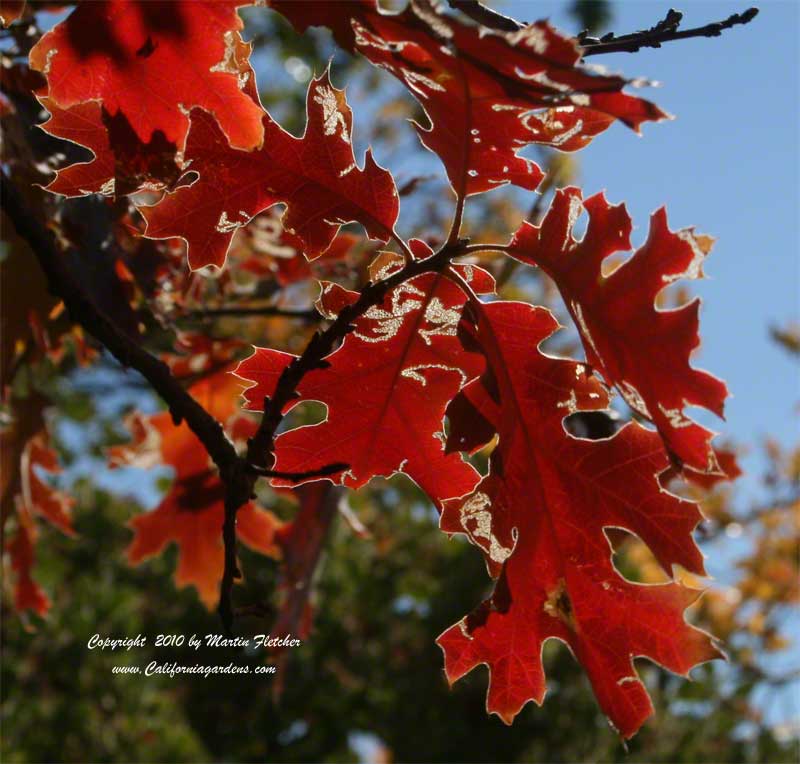 Quercus kelloggii, Maple Leafed Oak