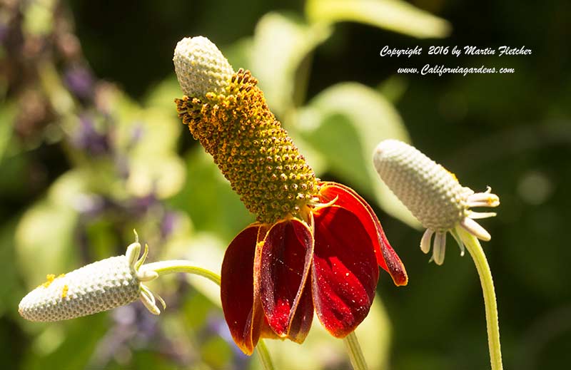 Ratibida columnifera, Mexican Hat