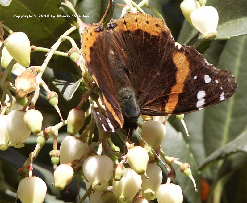 Red Admiral Butterfly, Vanessa atlanta