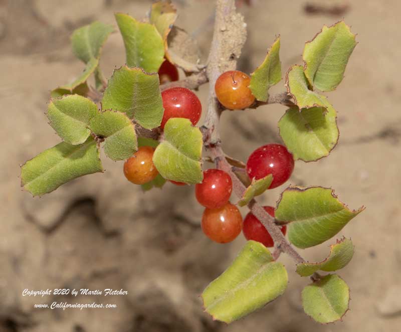 Rhamnus crocea, Red Berry