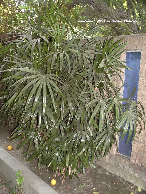 Rhapis excelsa, Lady Palm