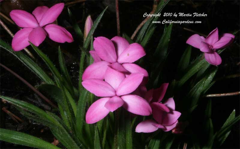 Rhodohypoxis baurii