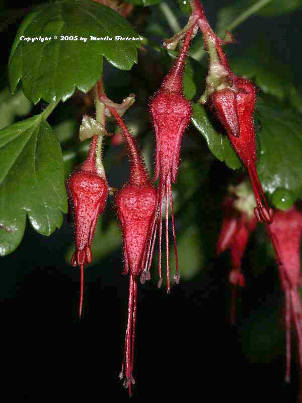 Shade Garden