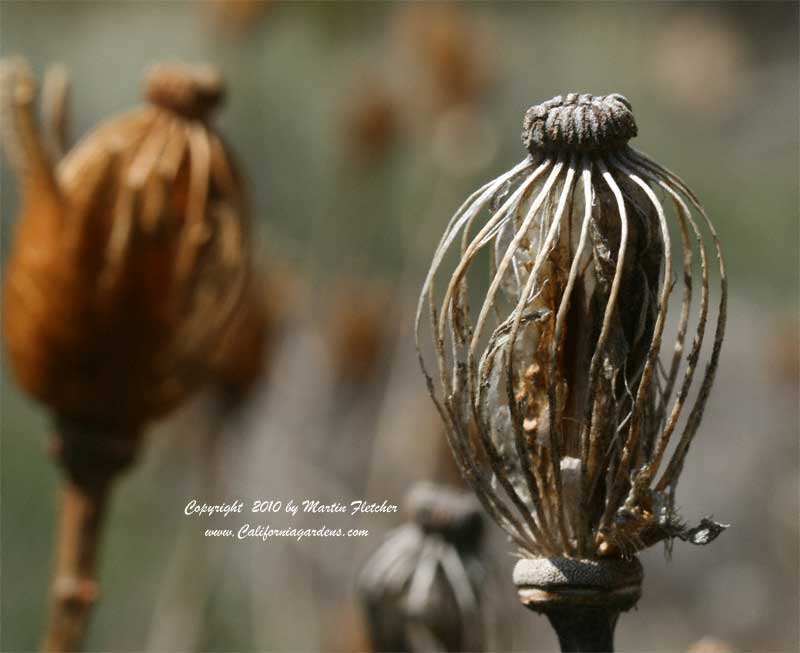 Romneya coulteri, Bird Cage Seed Pod