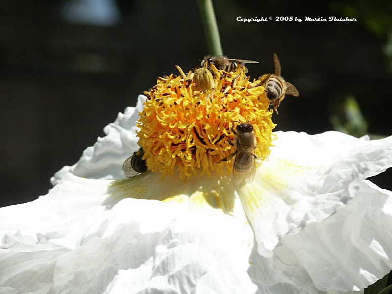 Romneya coulteri, Matilija Poppy