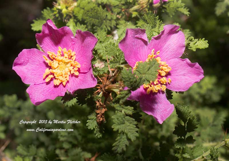 Rosa minutifolia, Baja Rose, Littleleaf Rose