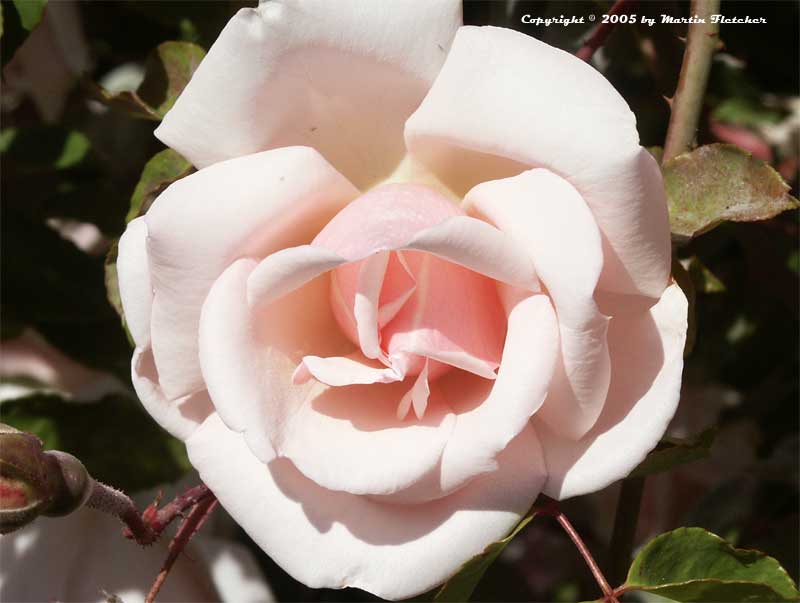 Belle of Portugal Climbing Rose