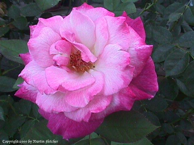 Abracadabra rose