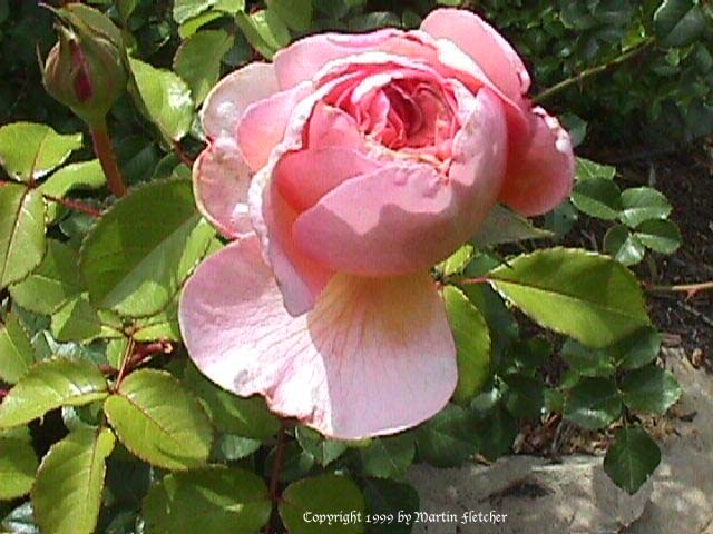 Abraham Darby Rose