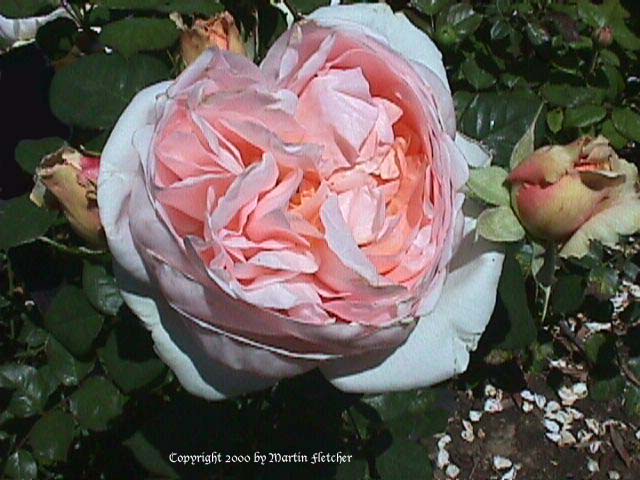 Ambridge Rose