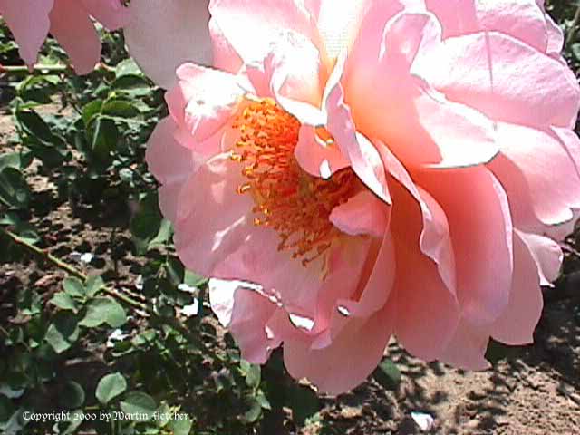 Image of the Belle Story Rose