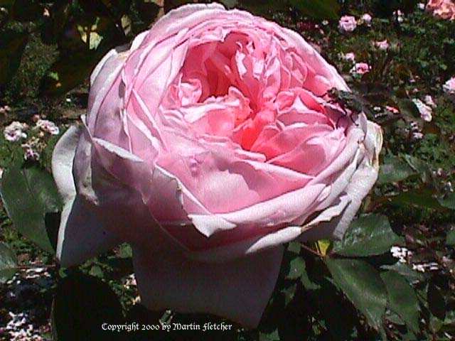Image of the Brother Cadfael Rose