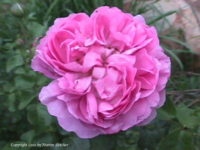 Rennie Mackintosh Rose