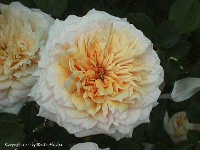 English Garden Rose