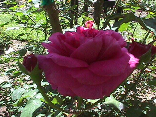 English Violet Rose