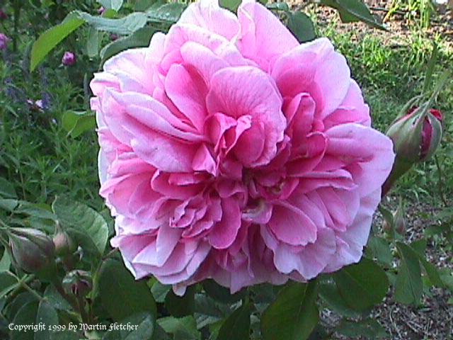 Gertrude Jekyll Rose