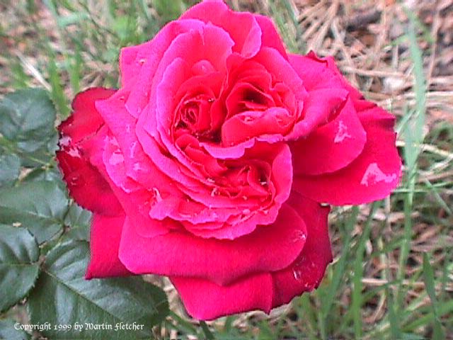 Image of the LD Braithwaite rose