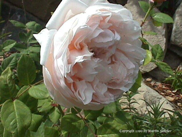 Saint Cecilia Rose