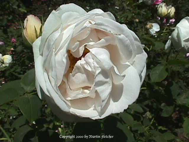 The Prioress Rose