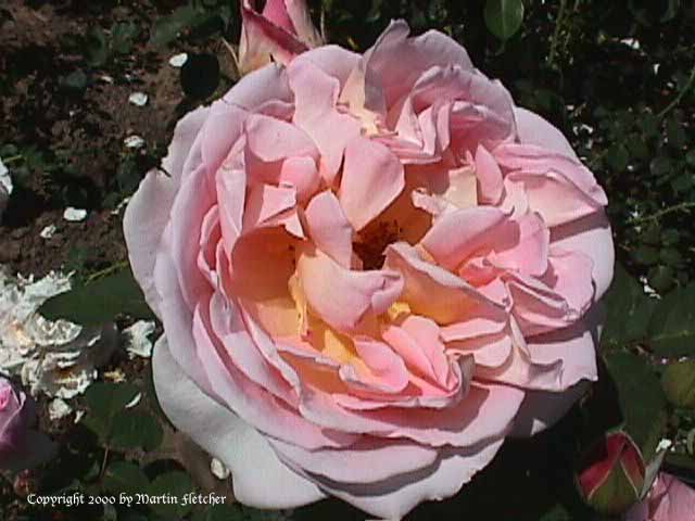 The Yeoman Rose