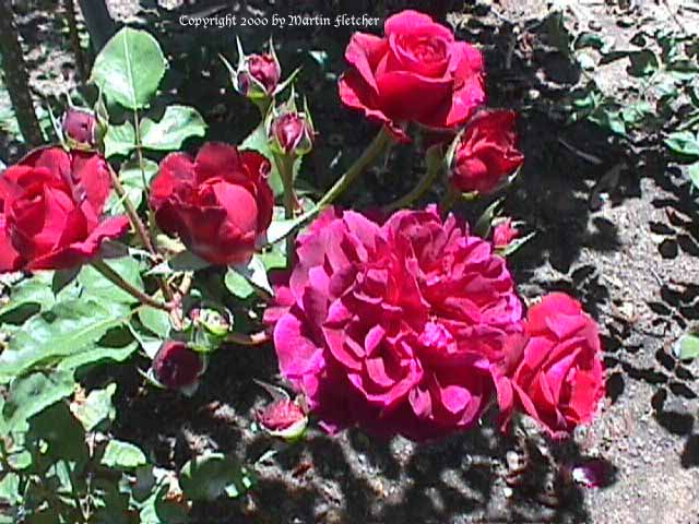 Tradescant Rose