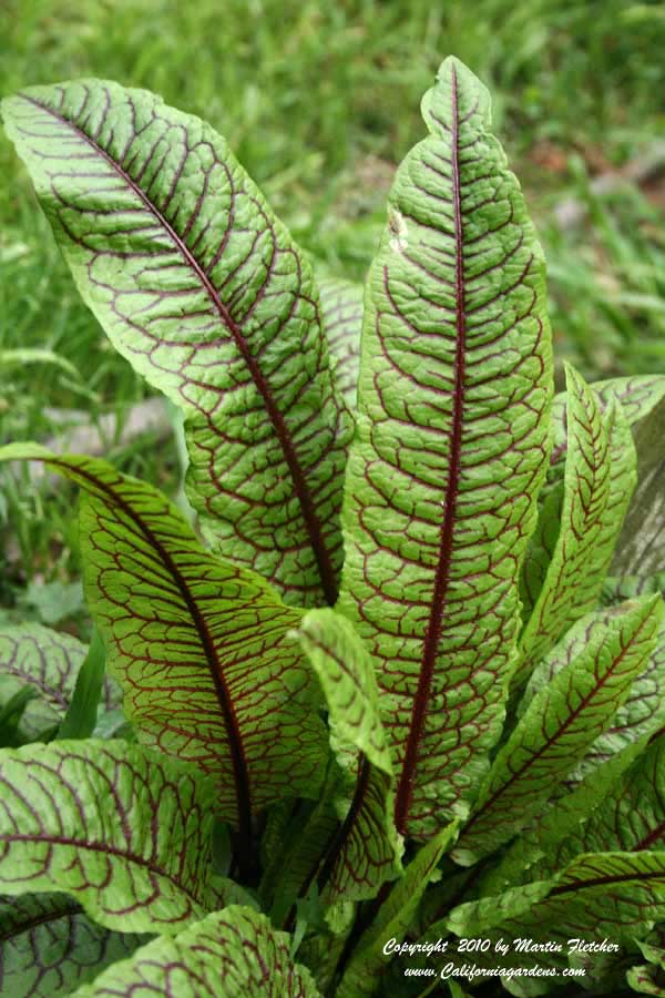 Rumex sanguineus, Bloody Dock