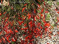 Russelia equisetiformis, Firecracker Plant