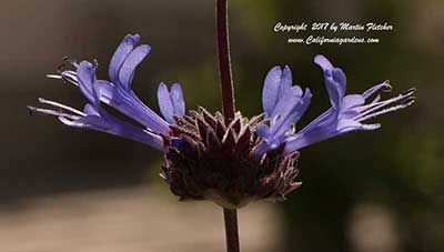 Salvia Celestial Blue