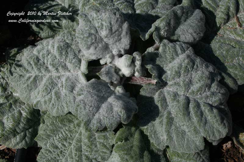 Salvia argentea, Silver Sage