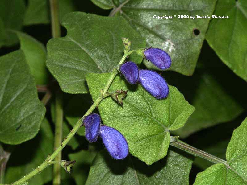 Salvia cacaliaefolia, Ivy Leaf Sage, Blue Vine Sage