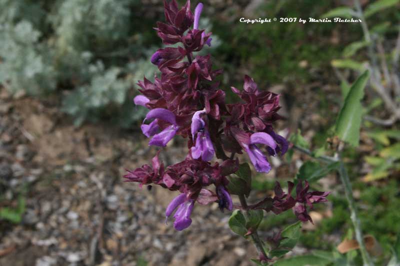 Salvia canariensis, Canary Island Sage