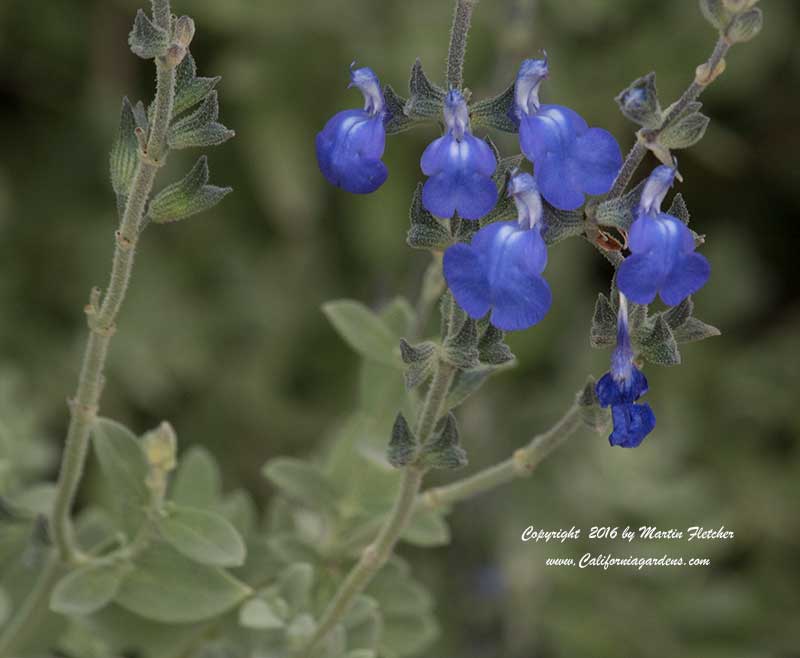 Salvia chamaedryoides, Germander Sage