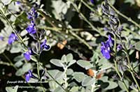 Salvia chamaedryoides Marine Blue, Marine Blue Germander Sage