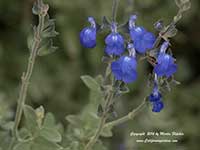 Salvia chamaedryoides, Germander Sage