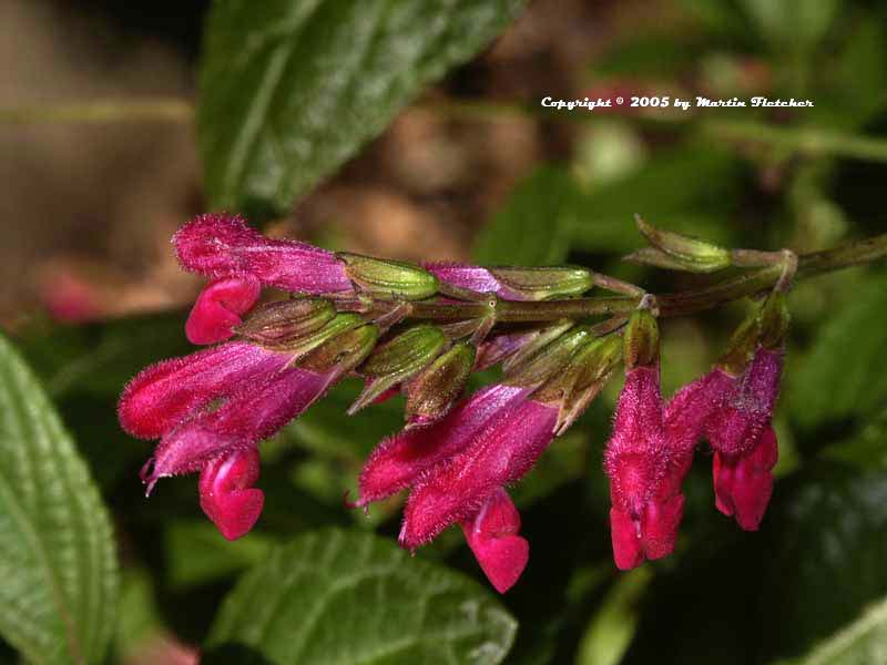 Salvia chiapensis, Chiapas Sage