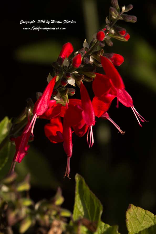 Salvia coccinea Lady in Red