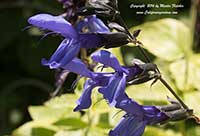 Salvia guaranitica Costa Rica Blue, Costa Rica Blue Sage, Anise Scented Sage