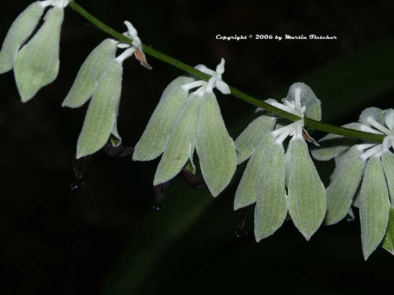 Salvia discolor