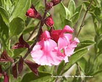 Salvia greggii Annie, Pink Autumn Sage