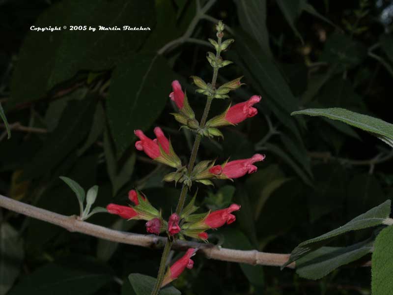 Salvia karwinskii, Karwinski's Sage