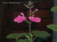 Salvia microphylla Berzerkeley, Berzerkeley Sage