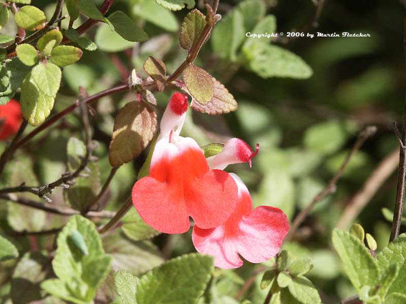 Salvia microphylla Hot Lips