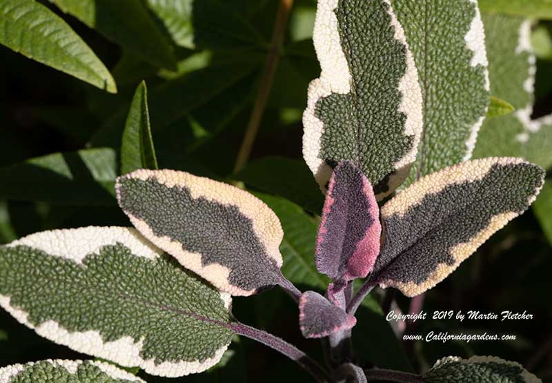 Salvia officinalis Tricolor, Tricolored Culinary Sage
