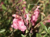 Salvia greggii San Takao, Pale Pink Autumn Sage