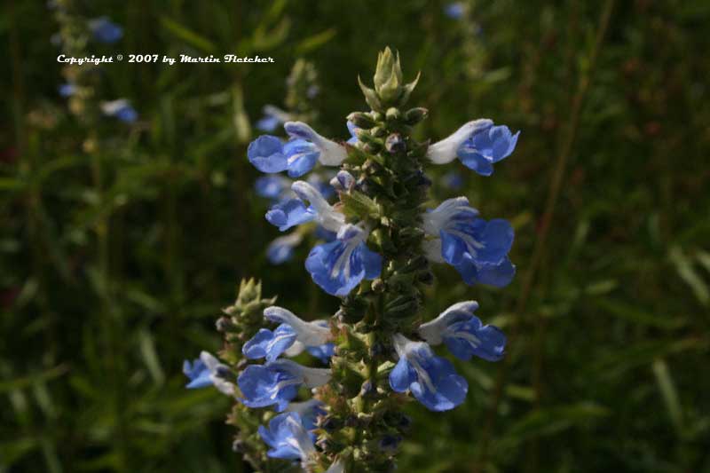 Salvia uliginosa