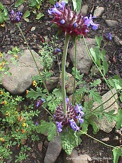 Salvia columbariae, Chia, California Native species