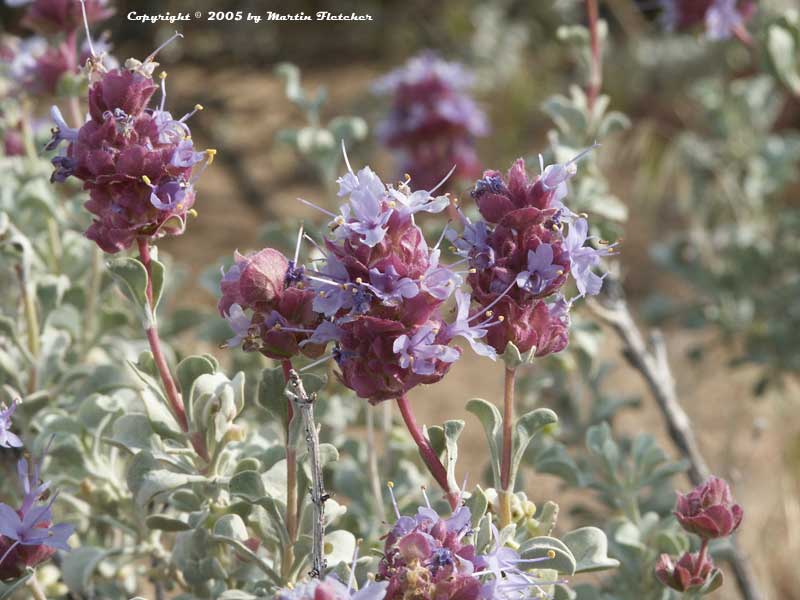 Salvia dorrii, Purple Desert Sage